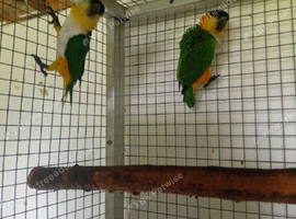 Breeding pair caique