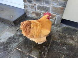 Show quality Buff Orpington Cockerel