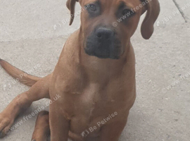 BOERBOEL GIRL