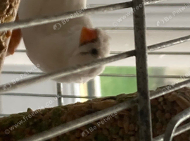 Free to good home zebra finch eight months old with cage female Glasgow area