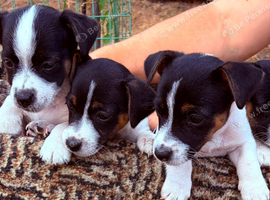 Jack Russel pups