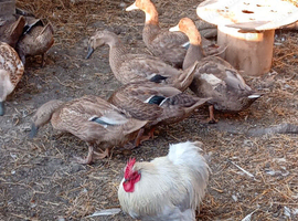 Khaki Campbell ducks (Pairs)
