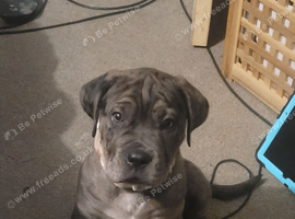 Stunning mearle mastiff mix female puppy