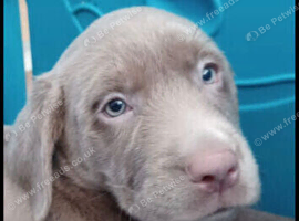 Silver labrador pups for sale
