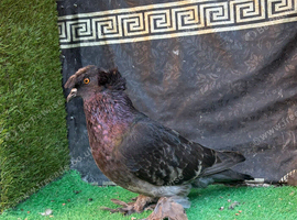 English trumpeter breeder male