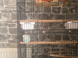Free budgie