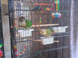 Green cheeked conure male paired up with female pineapple conure