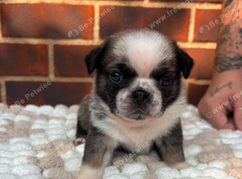 1 beautiful pug boy left