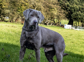 Silver Labrador Stud- KC Registered