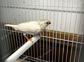 Young Zebra Finches