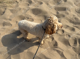 Gorgeous 16-Month-Old Cockapoo &ndash; Loving, Gentle & Ready for His Forever Home