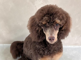 Chocolate phantom toy poodle stud