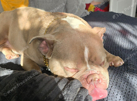 pocket bully for sale