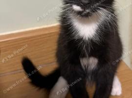 Playful Mixed Breed Kittens Ready Now