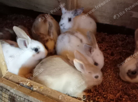 Mini lop x dwarf