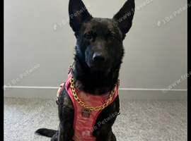 1 year old Dutch shepherd