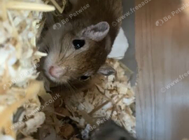 2 baby gerbils - female