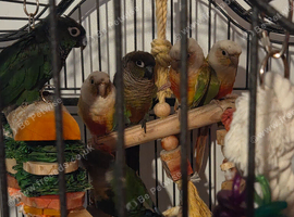 Baby conures