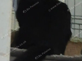 Maincoon mix black kittens