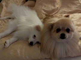 Beautiful male Pomeranian
