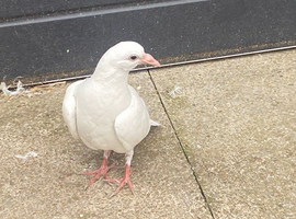 White pigeons