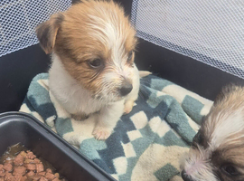 SMALL JACK RUSSELL  PUPPIES