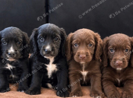 Beautiful cocker spaniels