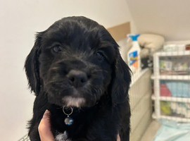 Boy cockapoo