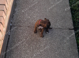 Boxer girl ready to leave.