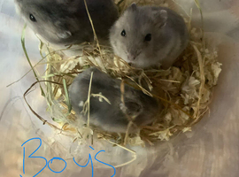 3 male Russian dwarf hamsters