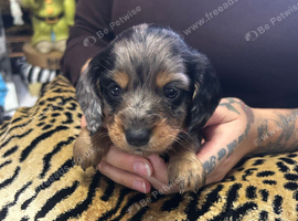 BEAUTIFUL MINIATURE DACHSHUNDS