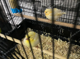 Beautiful young canary&rsquo;s