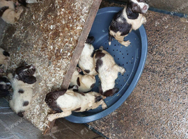 Five male springer spaniel pups