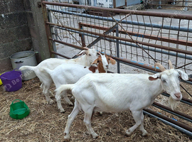 Saan/boer nanny with 2 wether kids.