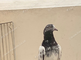 Male pigeon high flyers