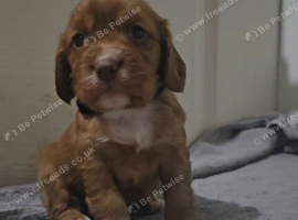 9 cocker Spaniel Puppies