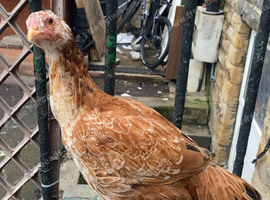 Pure aseel chickens for sale