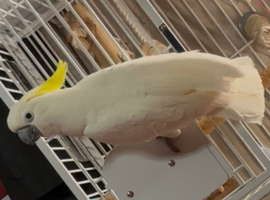 Male cockatoo Glasgow