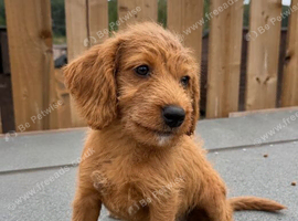 Labradoodle pups