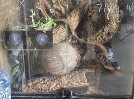 Crested Geckos For Sale
