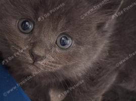 4 beautiful kittens