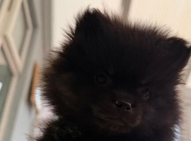 Puppy