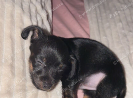 Parson Russell Terrier mixed with a chiuhuahua