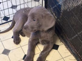 Newfoundland x labrador puppies