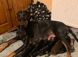KC registered Doberman puppies