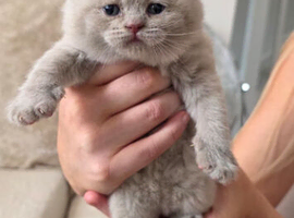 BEAUTIFUL BRITISH SHORTHAIR KITTENS FOR SALE