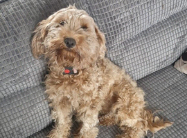 10m old female cockapoo