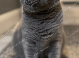 British blue shorthair girl 3 years old