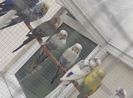 Young budgies 2026 born