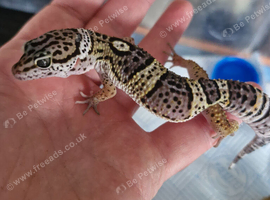 Leopard gecko hatching
